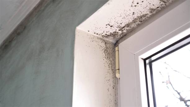 Best Mold Odor Removal Services  in Lavallette, NJ