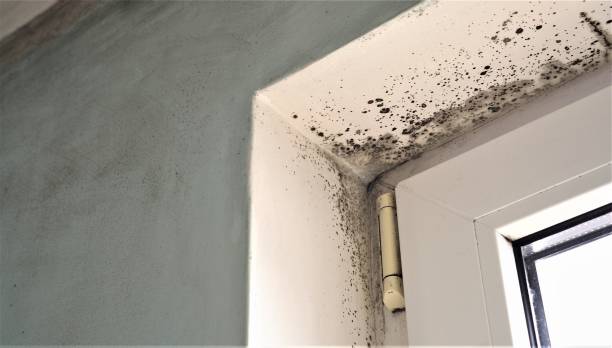 Best Emergency Mold Remediation  in Lavallette, NJ