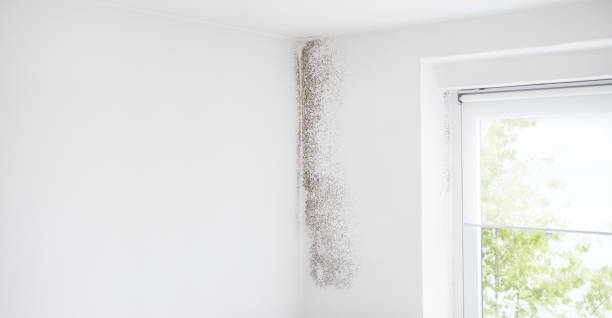 Best Water Damage & Mold Remediation  in Lavallette, NJ