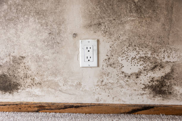 Best Crawl Space Mold Remediation  in Lavallette, NJ