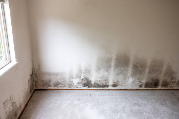 Best Mold Remediation for Vacation Homes  in Lavallette, NJ