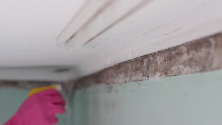 Best Airborne Mold Testing  in Lavallette, NJ
